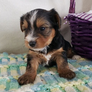 Yorkshire Terrier Puppy Rosie