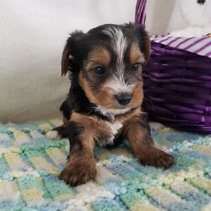 Yorkshire Terrier Puppy Rosie