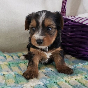 Yorkshire Terrier Puppy Rosie
