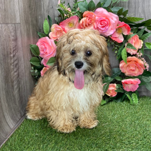 Shihpoo Puppy Lancelot