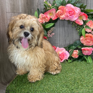 Shihpoo Puppy Lancelot