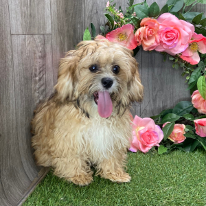 Shihpoo Puppy Lancelot