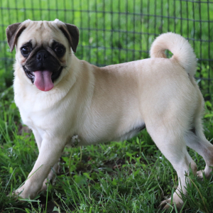 Pug Puppy Taffy