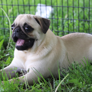 Pug Puppy Taffy
