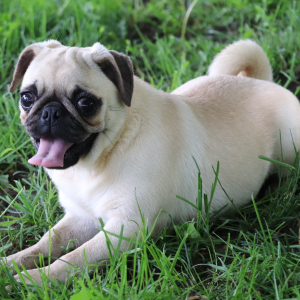 Pug Puppy Taffy