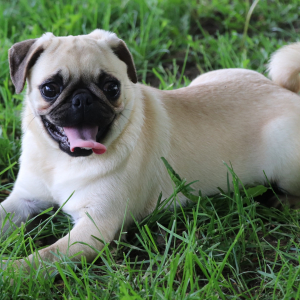 Pug Puppy Taffy