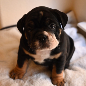 Bulldog Puppy Rotti