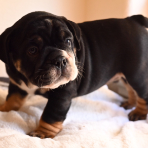 Bulldog Puppy Rotti