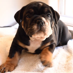 Bulldog Puppy Rotti