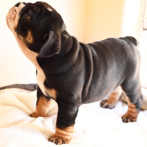 Bulldog Puppy Rotti