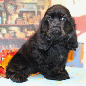 Cocker Spaniel Puppy Shya