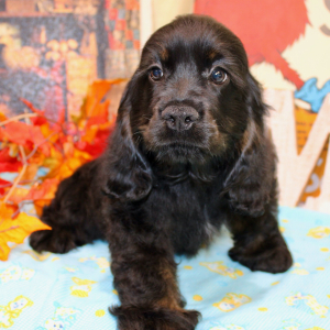 Cocker Spaniel Puppy Shya
