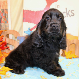 Cocker Spaniel Puppy Shya
