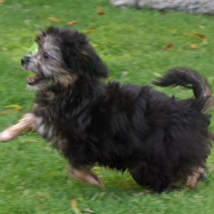 Aussiedoodle Puppy Lexie