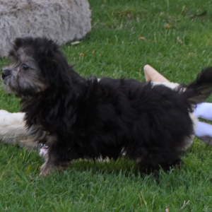 Aussiedoodle Puppy Lexie