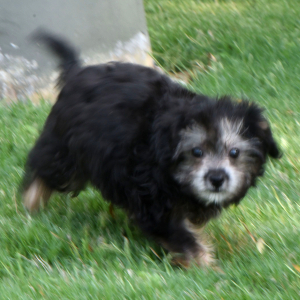Aussiedoodle Puppy Lexie