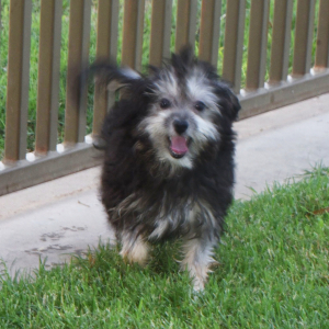 Aussiedoodle Puppy Lexie