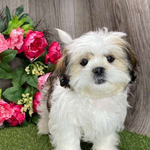 Shih Tzu Puppy Benji