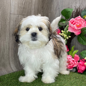 Shih Tzu Puppy Benji