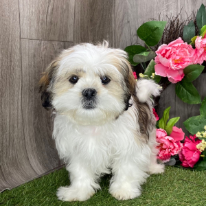 Shih Tzu Puppy Benji