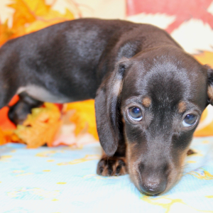 Dachshund Puppy Ally