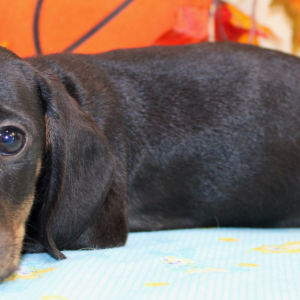 Dachshund Puppy Ally
