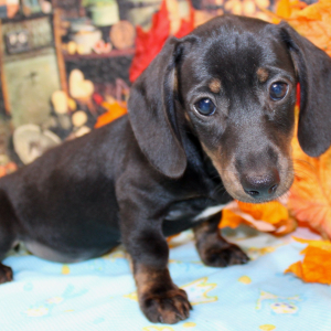 Dachshund Puppy Ally
