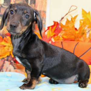Dachshund Puppy Ally