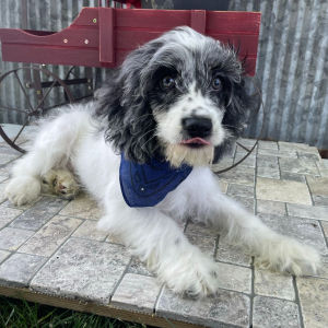 Cockapoo Puppy Marco