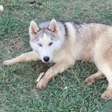 Siberian Husky Puppy Vantom