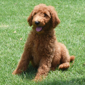 Poodle Puppy Storm