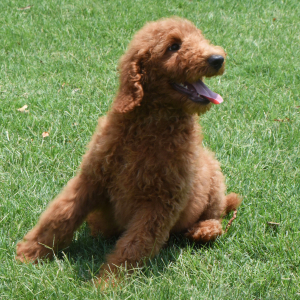 Poodle Puppy Storm
