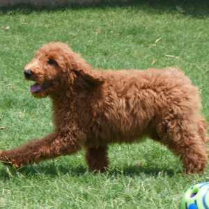 Poodle Puppy Storm