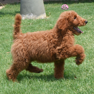 Poodle Puppy Storm
