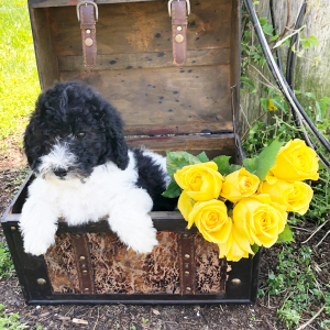 Labradoodle Puppy Hero