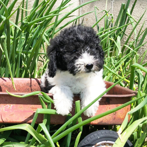 Labradoodle Puppy Hero