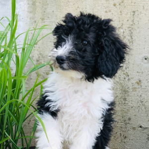 Labradoodle Puppy Hero