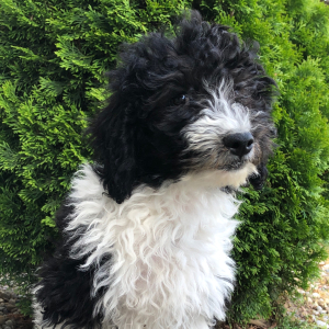 Labradoodle Puppy Hero