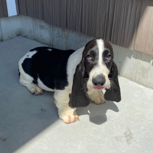Basset Hound Puppy Joey