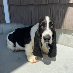 Basset Hound Puppy Joey