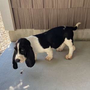 Basset Hound Puppy Joey