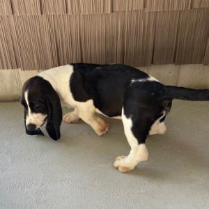Basset Hound Puppy Joey