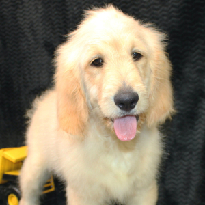 Golden Retriever Puppy Raider