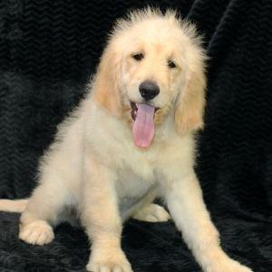 Golden Retriever Puppy Raider