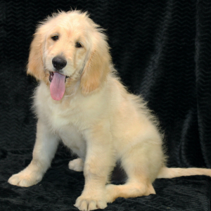 Golden Retriever Puppy Raider