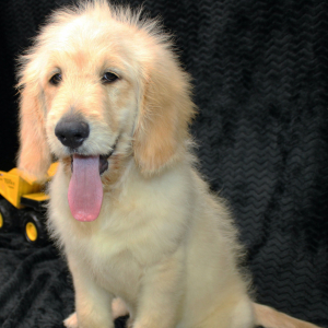Golden Retriever Puppy Raider
