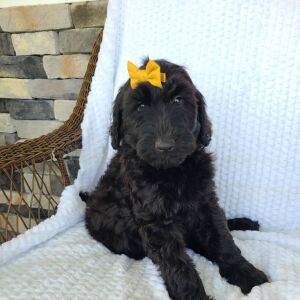 Labradoodle Puppy Beth