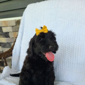 Labradoodle Puppy Beth