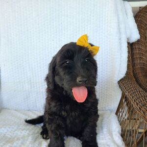 Labradoodle Puppy Beth
