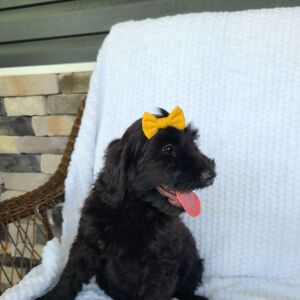 Labradoodle Puppy Beth